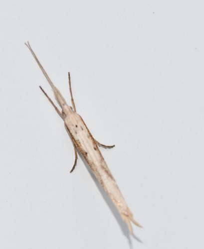 Réf. 243 875 : Ypsolopha mucronella